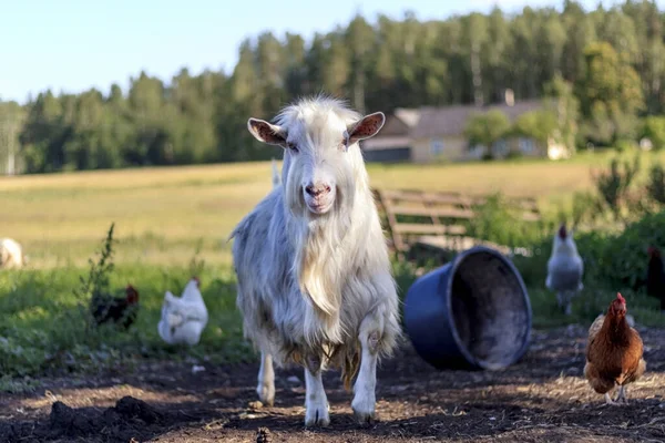 Hornless Macho Cabra Branco Fazenda Animais Domésticos Olhando Para Câmera Imagem De Stock