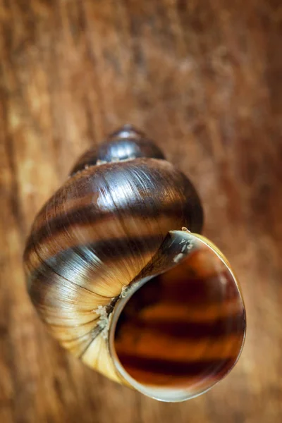 Gros Plan Une Pervenche Commune Sur Une Vieille Planche Bois — Photo