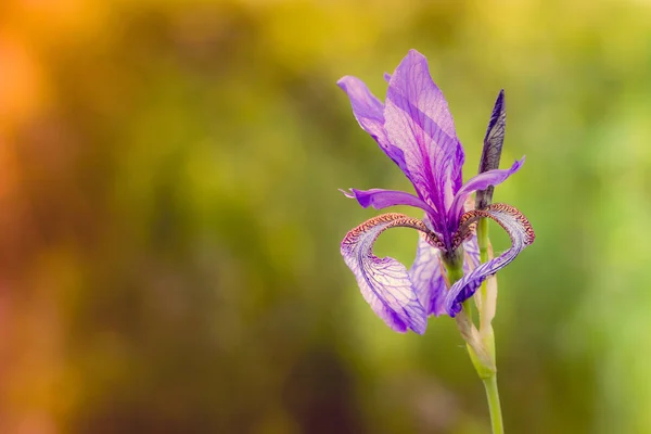 Iris Sibirica Comúnmente Conocida Como Iris Siberiano Bandera Siberiana Crece —  Fotos de Stock