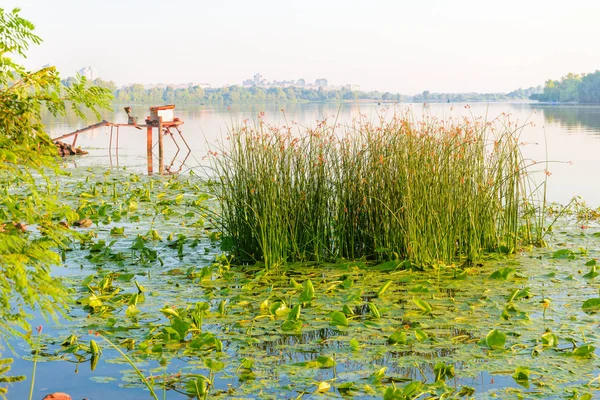 Piante Scirpus Ninfee Gialle Nel Nebbioso Fiume Dnieper Kiev Ucraina — Foto Stock