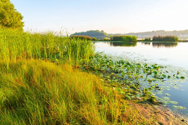 Scirpus Växter Och Gul Näckros Floden Dnepr Kiev Ukraina Vid — Stockfoto