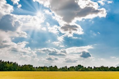 Yapraklara yakınındaki Kiev, Ukrayna, Pirogovo, yaz aylarında bir bulutlu gökyüzü altında sarı buğday tarlası