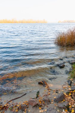 Kiev, Ukrayna, Dnieper Nehri kıyısında bir sisli sonbahar günü sırasında sonbahar yaprakları