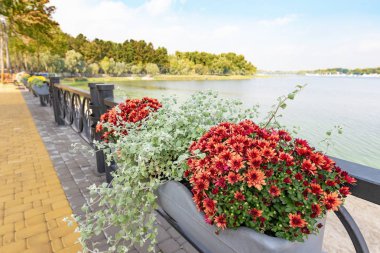 Kiev, Ukrayna, Natalka Park Obolon bölgesinde Dnieper Nehri manzarası. Ön planda kırmızı krizantem güzel bir demet