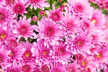 Yaz hafif yumuşak ucunu altında doğal pembe krizantem closeup