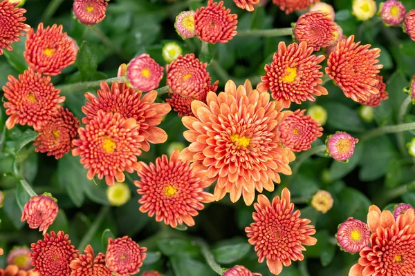 Primer Plano Del Crisantemo Rojo Anaranjado Natural Bajo Extremo Suave —  Fotos de Stock