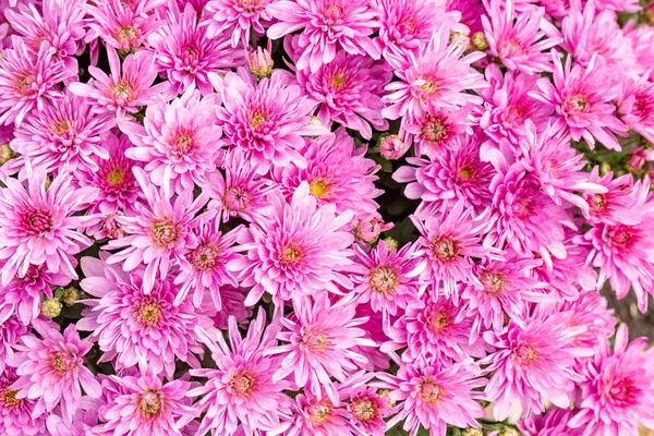 Nahaufnahme Von Natürlichen Rosa Chrysanthemen Unter Dem Weichen Ende Des — Stockfoto