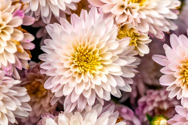 夏季光软末端的天然粉红菊花特写镜头 — 图库照片