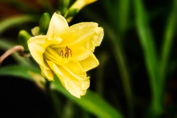 Flor Hemerocallis Amarilla También Conocida Como Daylily Parte Familia Asphodelaceae —  Fotos de Stock