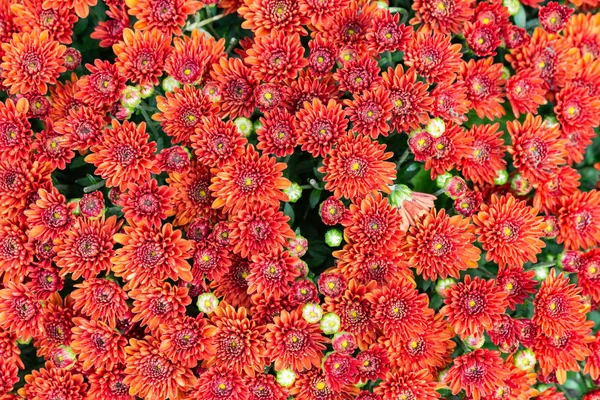 Närbild Naturliga Röda Krysantemum Mjuka Slutet Sommarljus — Stockfoto