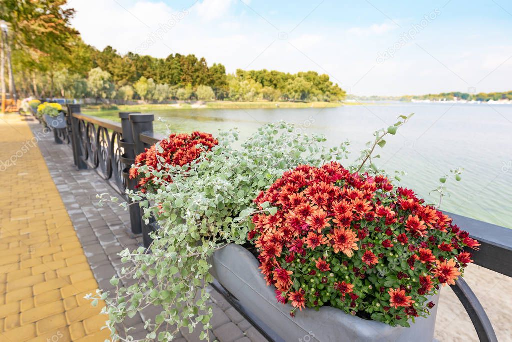 View of the Dnieper river in Kiev, Ukraine, from the Natalka park in the Obolon district. A beautiful bunch of red chrysanthemum in the foreground