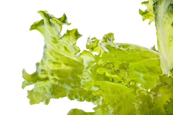 Closeup Tender Green Batavia Salad — Stock Photo, Image