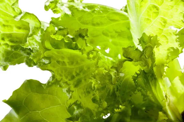 Closeup Tender Green Batavia Salad — Stock Photo, Image