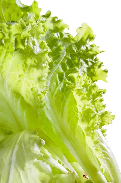 Fecho Salada Verde Concurso Batavia — Fotografia de Stock
