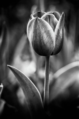 Sıcak bahar güneşi altında hassas bir kırmızı ve turuncu Lale