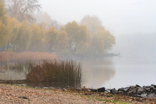 Roseaux Arbres Près Rivière Dniepr Kiev Ukraine Matin Automne Doux — Photo