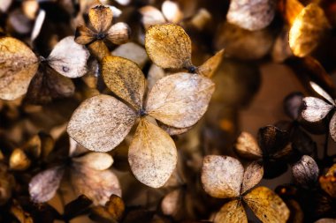 Bir kuru ortanca paniculata, olarak da bilinen HORTENSIA, sonbaharda closeup