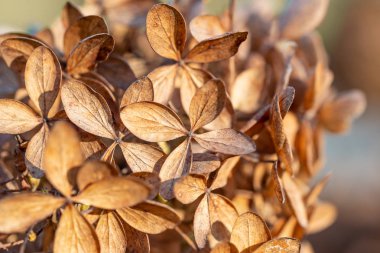 Bir kuru ortanca paniculata, olarak da bilinen HORTENSIA, sonbaharda closeup