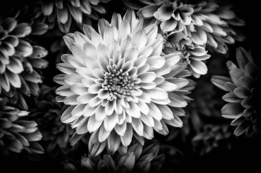 Siyah ve beyaz closeup yaz hafif yumuşak ucunu altında doğal sarı ve turuncu krizantem