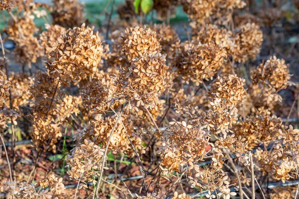 Closeup Dry Hydrangea Paniculata Also Known Hortensia Autumn — Stock Photo, Image