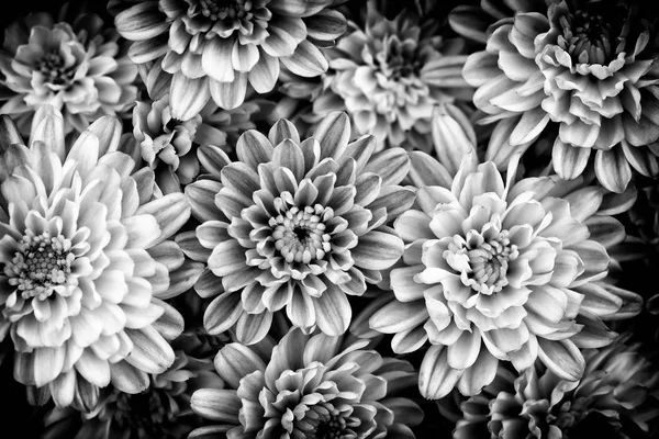 Primo Piano Bianco Nero Crisantemo Naturale Giallo Arancione Sotto Fine — Foto Stock