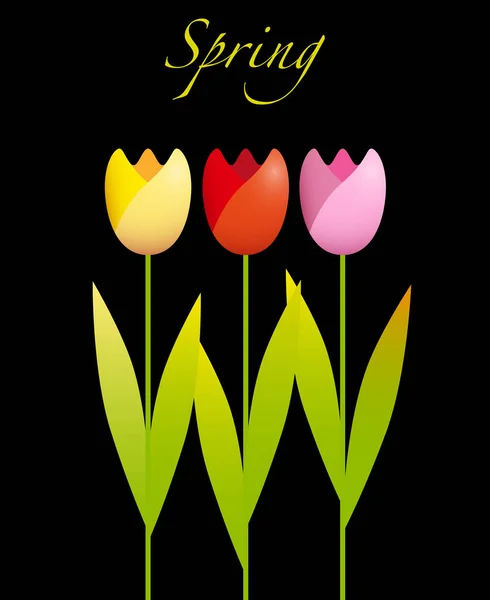 Tres Tulipanes Coloridos Sobre Fondo Negro — Archivo Imágenes Vectoriales