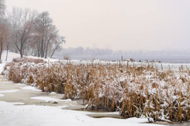 Bulrush yakın bir kış soğuk ve karlı gün boyunca Dnieper Nehri. Gökyüzü bulutlar tarafından kaplıdır ve kar pul yumuşak ağaçlarda ve yere düşmek