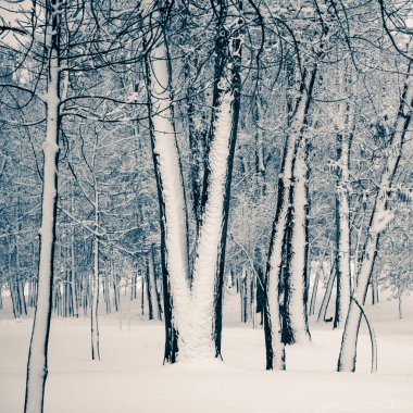 Ağaçlar Natalka parkta Dnieper Nehri Kiev, Ukrayna'yakındır. Diğer bölümü el değmemiş kaldığı sürece bir tarafta ağaçların kar tarafından kaplıdır