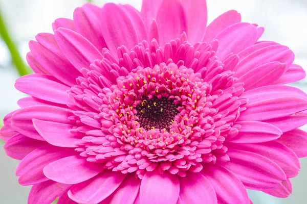 Macro Fotografia Uma Flor Gerbera Rosa — Fotografia de Stock