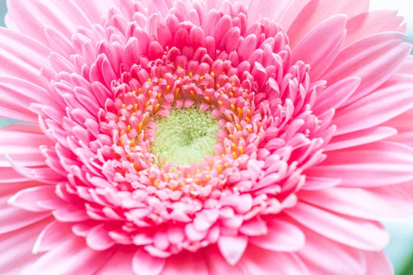 粉红色的格贝拉花的宏观摄影 — 图库照片