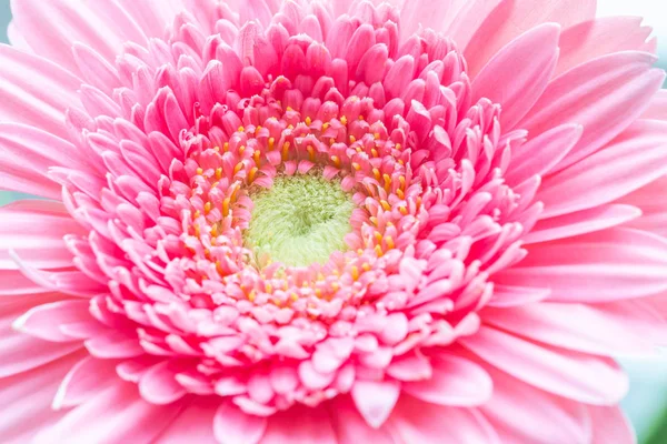 Macro Fotografia Uma Flor Gerbera Rosa — Fotografia de Stock