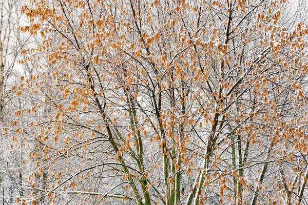 Acer Negundo Also Known Box Elder Boxelder Maple Ash Leaved — Stock Photo, Image