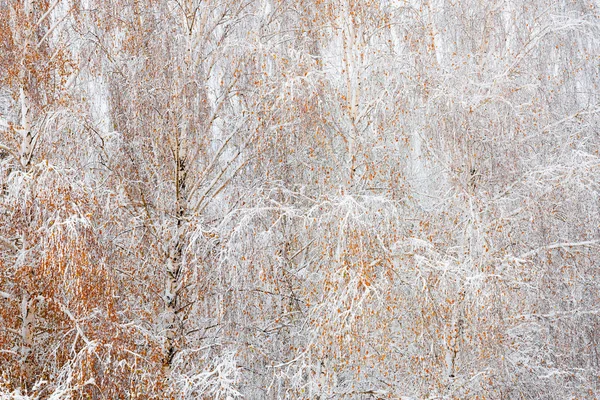 Med Orange Björklöv Täckt Snö Kall Vinterdag — Stockfoto