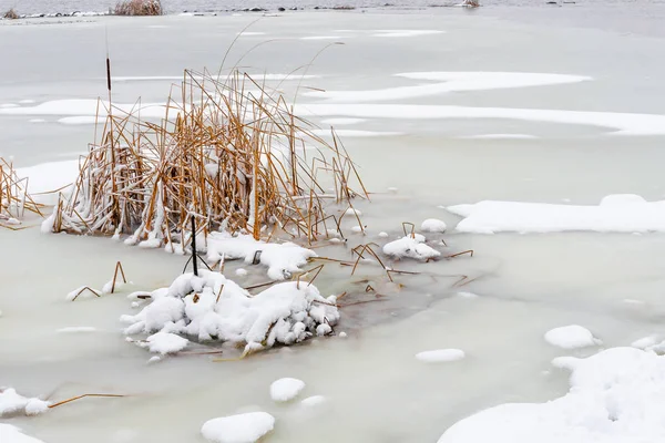 Lisdodde Dicht Bij Bevroren Dnjepr Tijdens Een Koude Besneeuwde Winterdag — Stockfoto