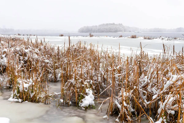 Bulrush Der Nähe Des Dnjepr Einem Kalten Und Schneereichen Wintertag — Stockfoto