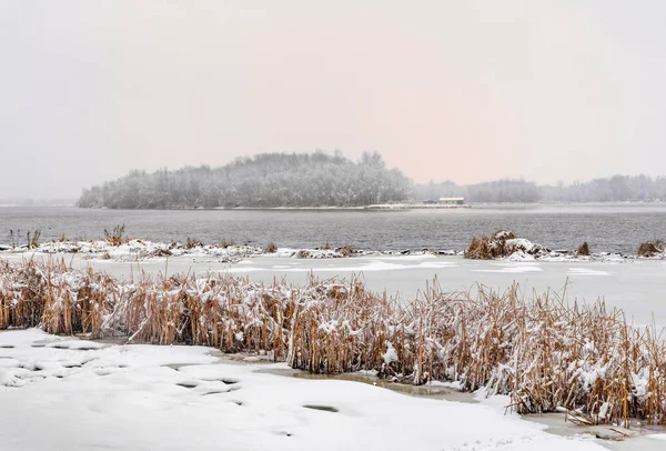 Bulrush Vicino Fiume Dnieper Durante Una Giornata Invernale Fredda Nevosa — Foto Stock