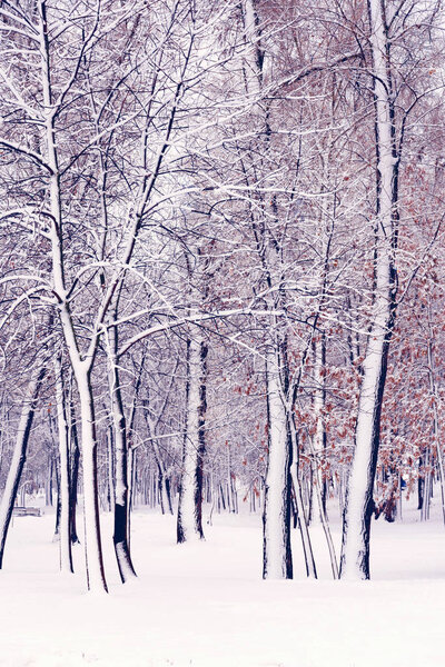 Trees in the Natalka park, close to the Dnieper river in Kiev, Ukraine. One side of the trees is covered by snow, while the other part stays untouched