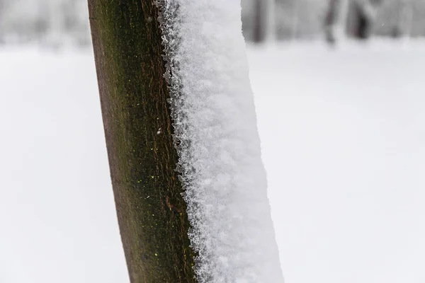 Detalle Nieve Tronco Árbol Con Árboles Desenfocados Fondo Copos Nieve — Foto de Stock