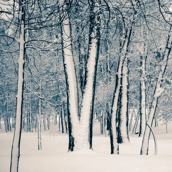 纳纳尔卡公园的树木 靠近乌克兰基辅的第聂伯河 树的一边被雪覆盖 而另一部分则保持不变 — 图库照片