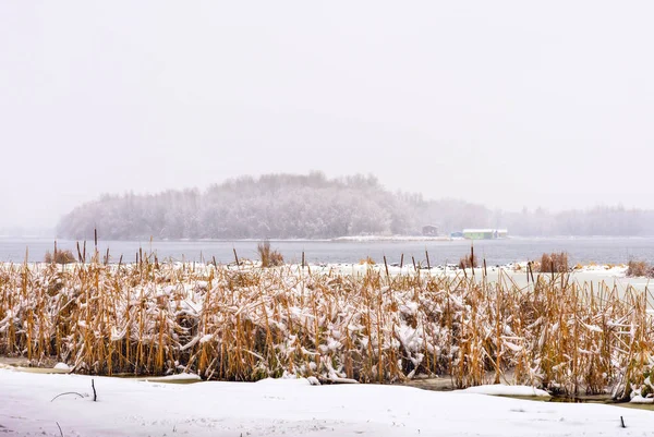 Очерету Недалеко Від Річки Дніпро Протягом Доби Холодні Сніжні Зими — стокове фото