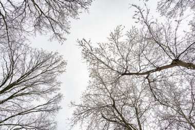 Soğuk ve buzlu Kış kış aylarında kar tarafından willows ve kavak ağaçları fcovered gökyüzüne bakarak