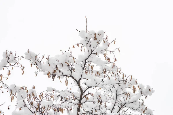 在寒冷的冬天 一个相思树枝的特写镜头 上面覆盖着干燥的豆荚 上面覆盖着新鲜的雪 — 图库照片