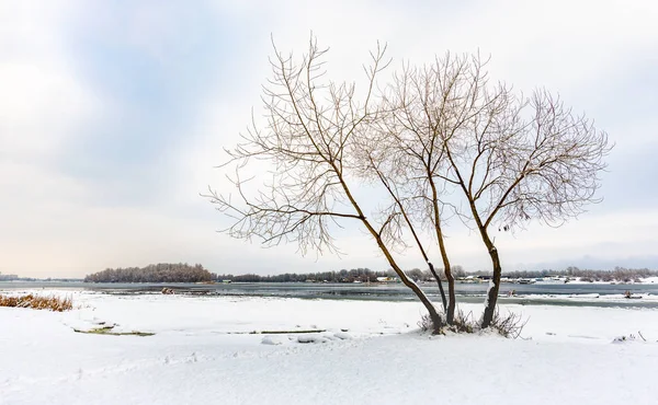 ウクライナ キエフのドニエプル川の近くにあります柳白い雪に覆われた冬の空を背景に際立っています に覆われた島が遠くに表示されます — ストック写真