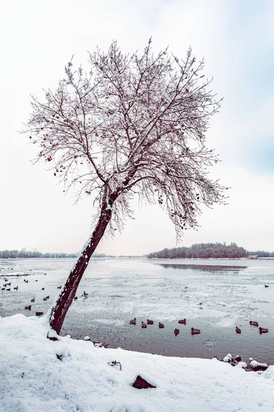 ウクライナ キエフのドニエプル川近くのポプラ白い雪に覆われた冬の空を背景に際立っています 冷たい水にアヒルが泳いでいます — ストック写真