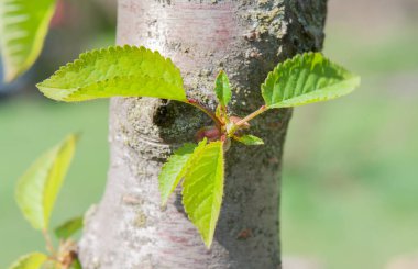 Avrupa veya ortak Gürgen (Carpinus betulus) güçlü bahar ışık altında bırakır