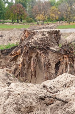 Parkta bir boru döşenmesi için zemin açmada. Bir ağaç kütüğü kumlu toprak Kazısı