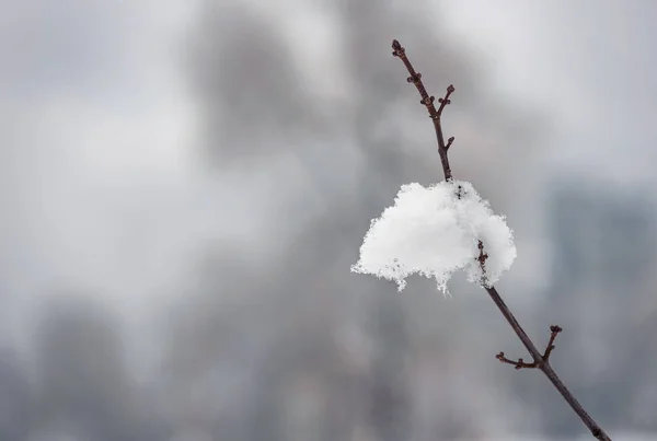 冬天被新鲜的雪覆盖的小树枝 模糊的背景是复制空间的好地方 — 图库照片