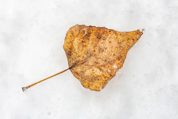 Dry Poplar Leaf Fresh White Snow Winter — Stock Photo, Image