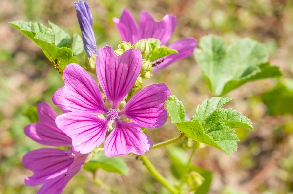Floare Violet Malva Pajiște Verde Sub Soarele Cald Vară — Fotografie, imagine de stoc