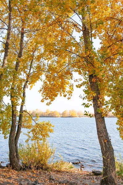 Populieren Met Gele Oranje Bladeren Dicht Bij Rivier Dnjepr Kiev — Stockfoto